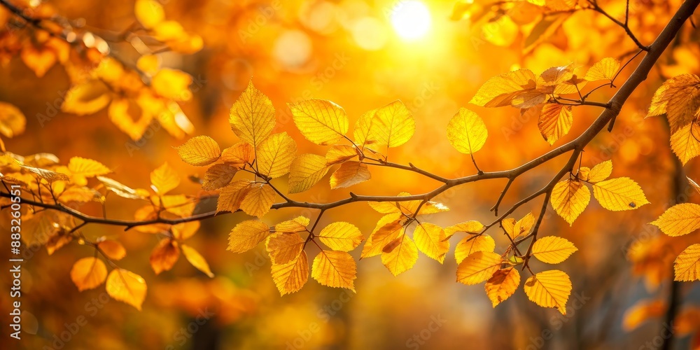 Golden Autumn Leaves Sunlit Branch, autumn, nature, foliage, leaves , golden Golden Autumn Leaves Sunlit Branch, autumn, nature, foliage, leaves , golden