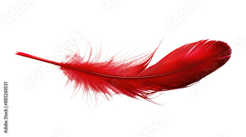 Red feather on transparent background photo