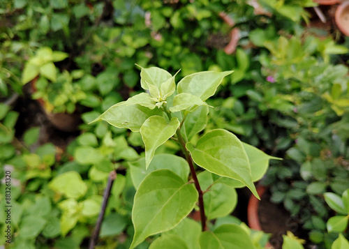new grown Green bougainvillea leaves with raindrops in garden stock photo