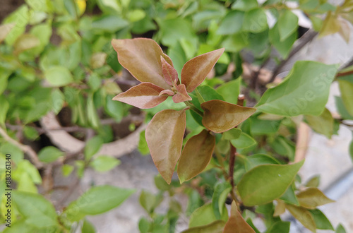 new grown Green leaves with raindrops in garden stock photo