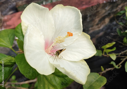 Small butterfly sit on a white hibiscus stock photo in rooftop garden