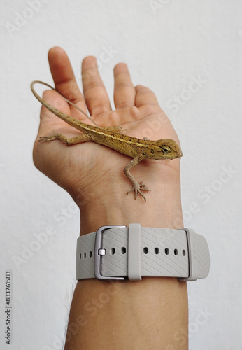 Small lizard sits on human hand in white background stock photo