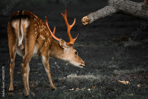Spotted Deer Grazing Near Tree
