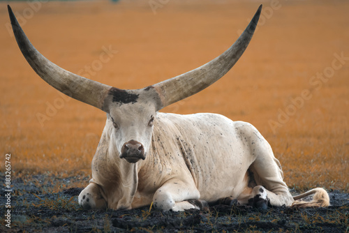 Majestic Ankole-Watusi Cattle Resting with Orange Background