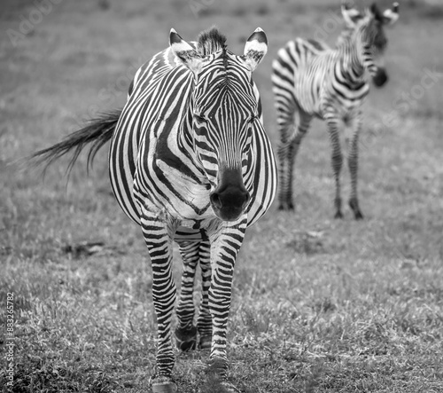 Zebra Grazing in the Field Adult with Child