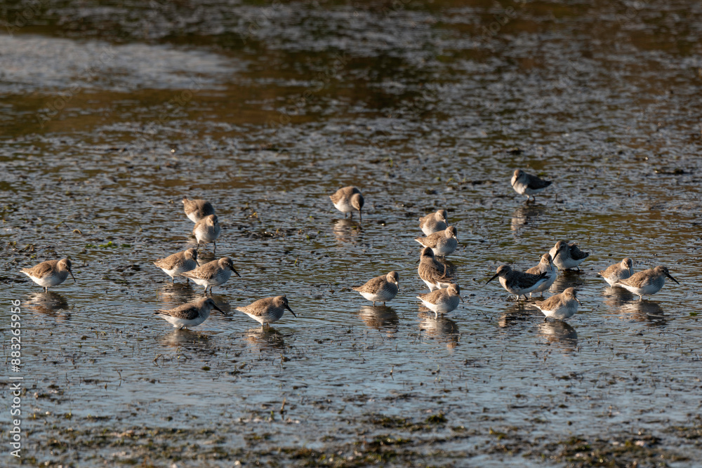 Bécasseau variable, Calidris alpina, Dunlin Bécasseau variable, Calidris alpina, Dunlin