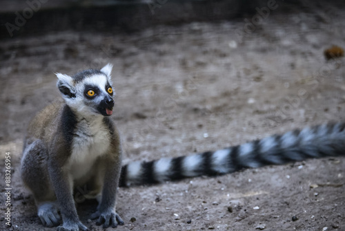 Curious Lemur with Ring-Tailed