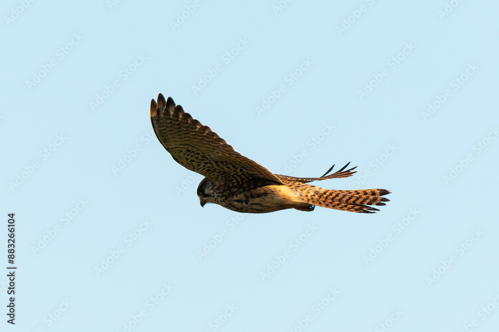 Fototapeta premium Faucon crécerelle,.Falco tinnunculus, Common Kestrel