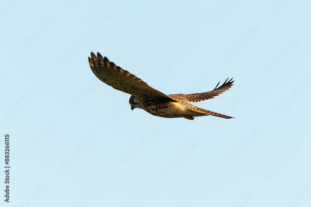 Faucon crécerelle,.Falco tinnunculus, Common Kestrel Faucon crécerelle,.Falco tinnunculus, Common Kestrel