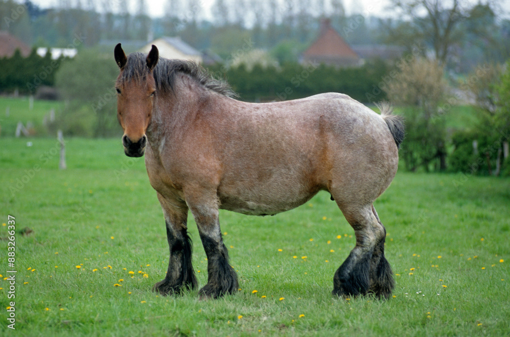 Cheval de trait, race trait du nord Cheval de trait, race trait du nord