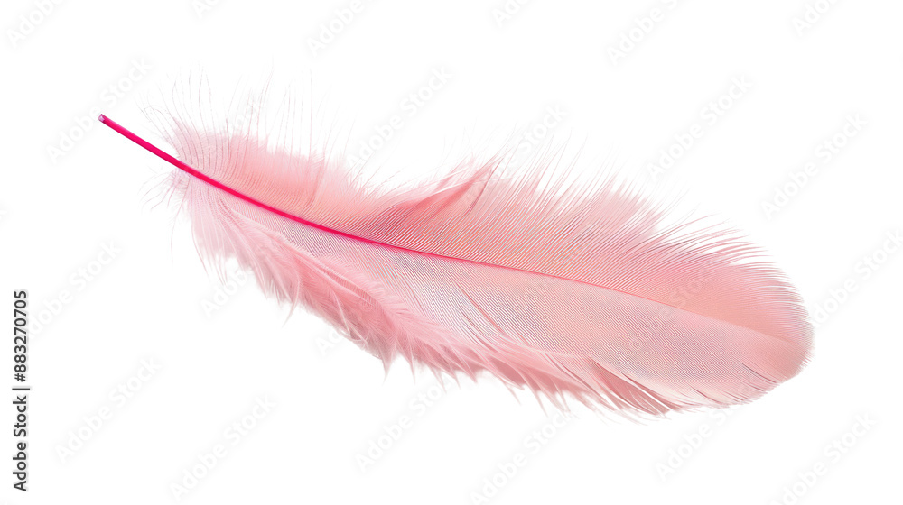 Pink feather on transparent background Pink feather on transparent background