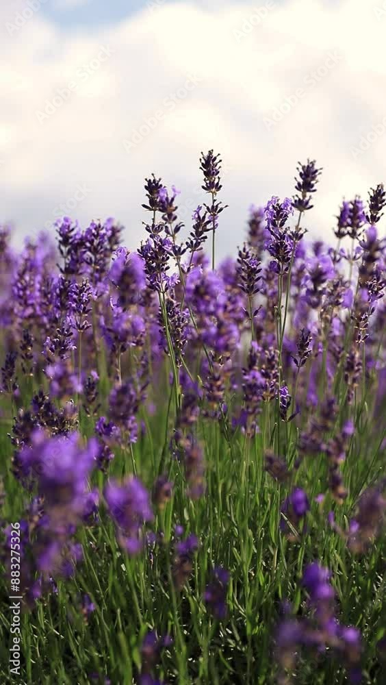 Beautiful lavender field at sunrise. Purple flower background. Blossom violet aromatic plants. Beautiful lavender field at sunrise. Purple flower background. Blossom violet aromatic plants.