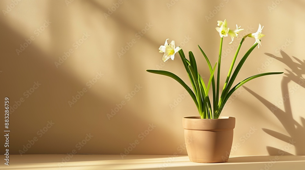 Beautiful White Flowers in Brown Pot Beautiful White Flowers in Brown Pot