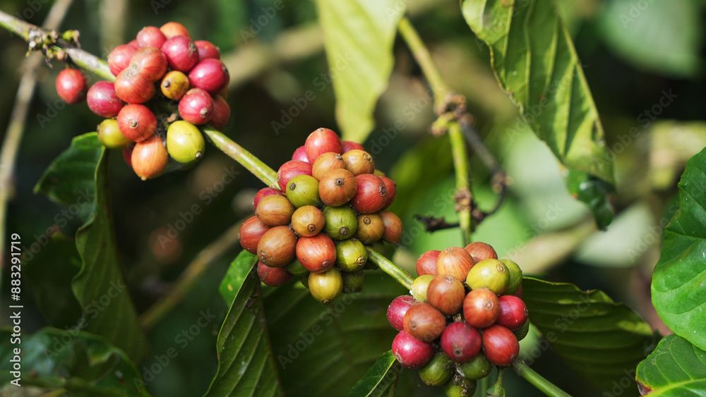 Coffee bean in the coffee tree, at the coffee plantation area Coffee bean in the coffee tree, at the coffee plantation area
