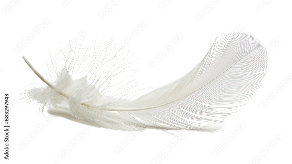 White feather on transparent background