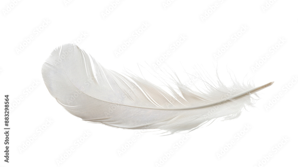 White feather on transparent background