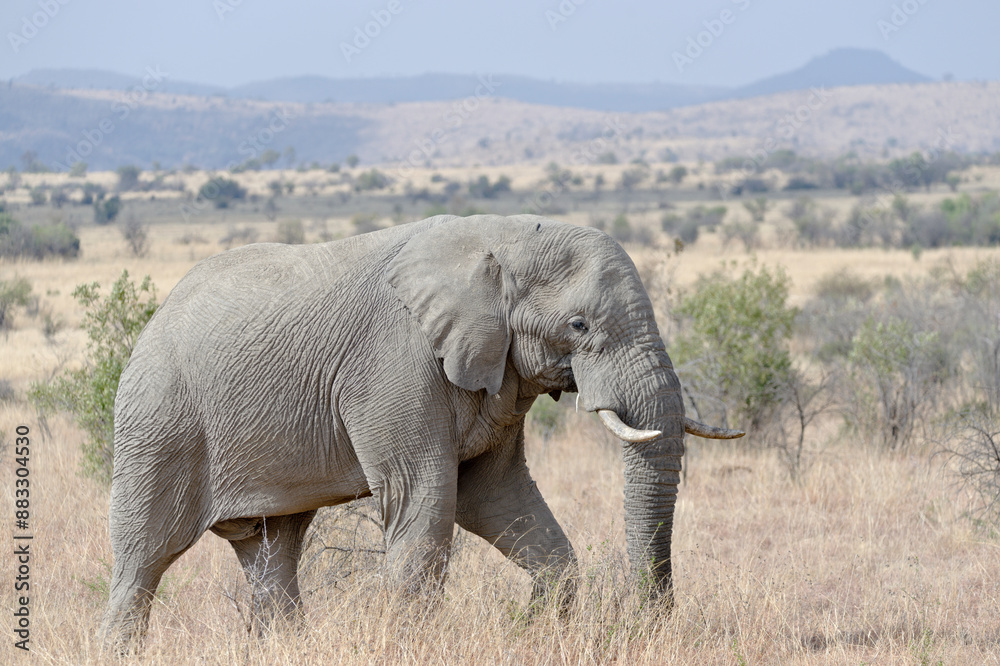 Wild elephant in Pilanesberg National Park, South Africa Wild elephant in Pilanesberg National Park, South Africa