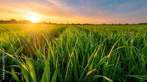 Beautiful green field of young wheat in the morning at dawn in sunlight landscape, panoramic view. Cereal sprouts close-up in nature. 