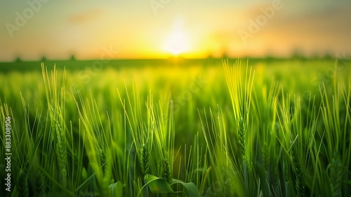 Beautiful green field of young wheat in the morning at dawn in sunlight landscape, panoramic view. Cereal sprouts close-up in nature. 