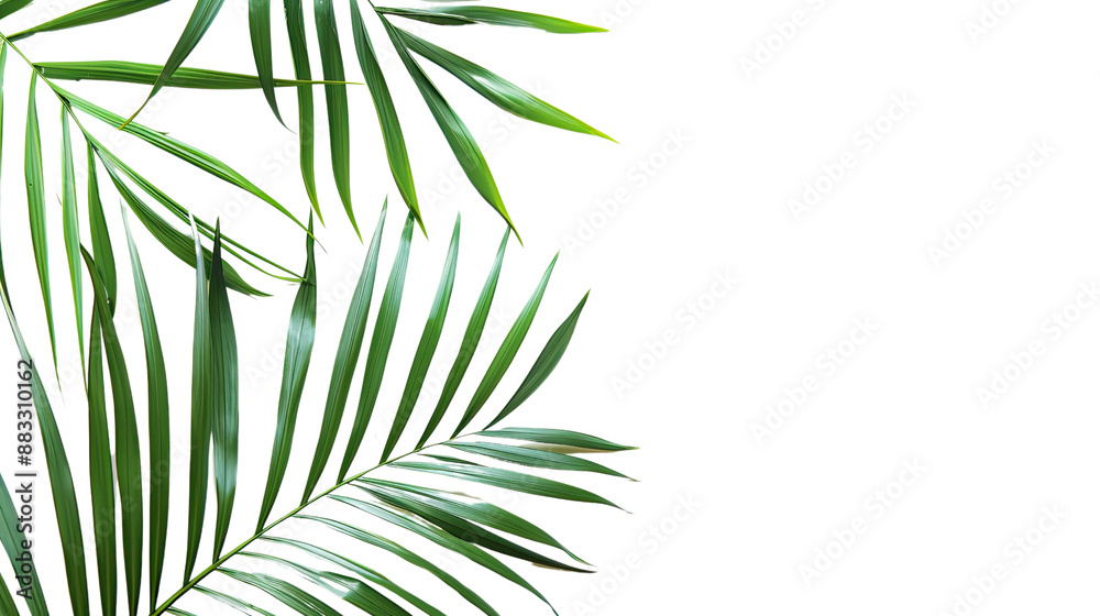 Green tropical leaf on transparent background Green tropical leaf on transparent background