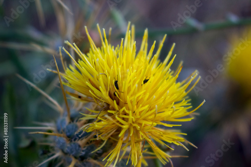 CENTAUREA SOLSTITIALIS