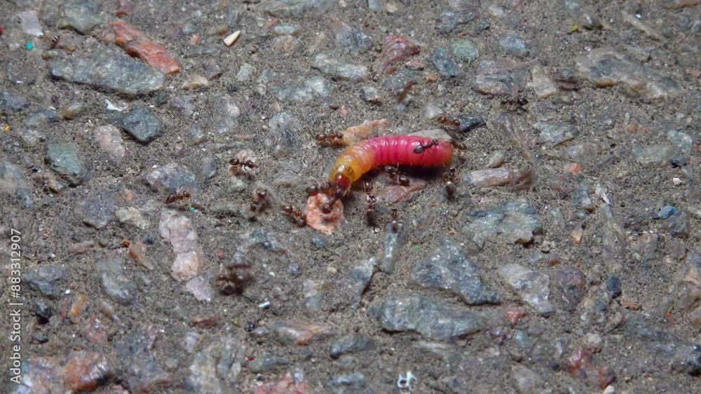 Small aggressive ants attack a butterfly caterpillar and bite it Small aggressive ants attack a butterfly caterpillar and bite it