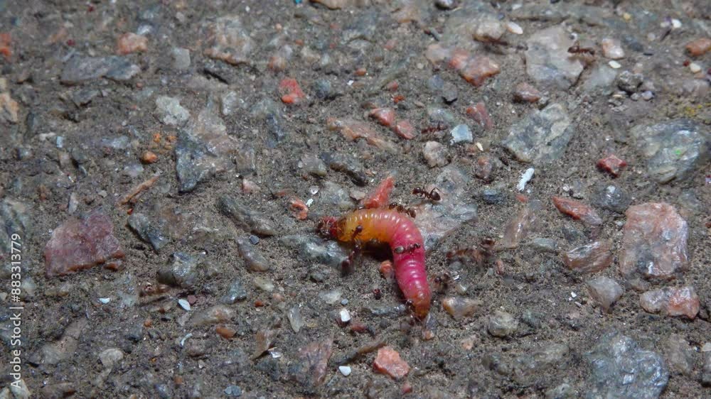 Small aggressive ants attack a butterfly caterpillar and bite it Small aggressive ants attack a butterfly caterpillar and bite it