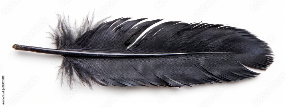 A single black feather against a white background, with clean clips A single black feather against a white background, with clean clips