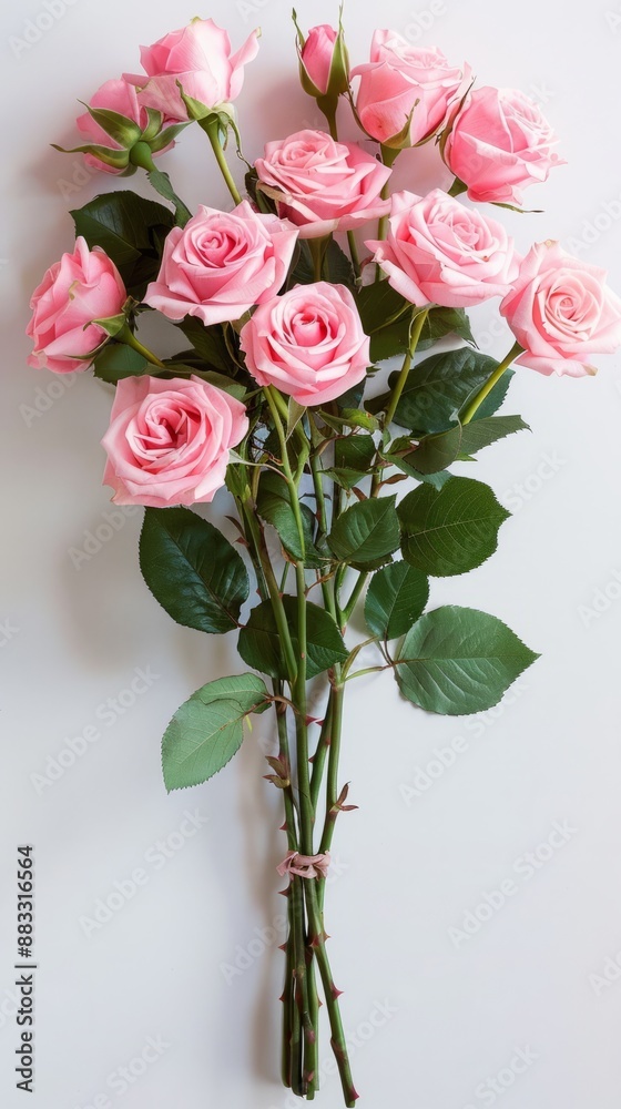Fototapeta premium Pink roses overhead view full bloom filled white background.