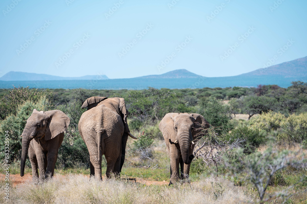Fototapeta premium elephants in the savannah, namibia