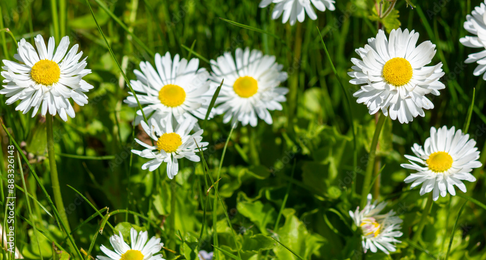 Fototapeta premium Wild daisy flowers growing in a meadow, white daisies on a background of green grass. Gardening concept.