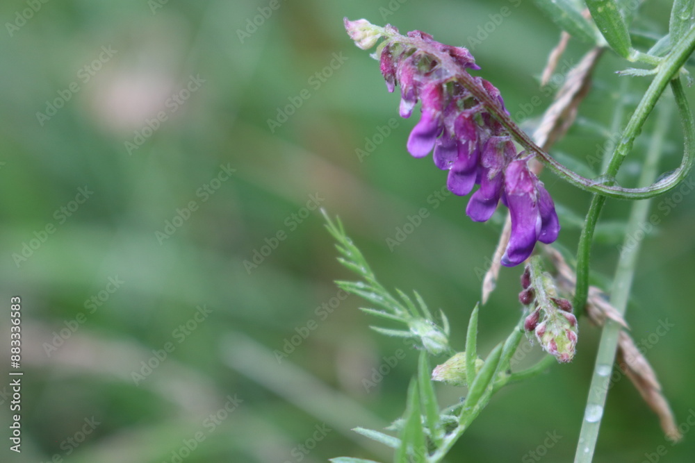 flower of a thistle flower of a thistle