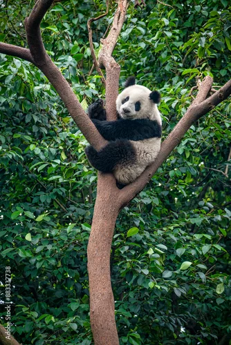 Fototapeta na wymiar Giant panda bear climbing a tree