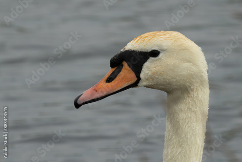 Close-Up of a Mute Swans Head in a Body of Water