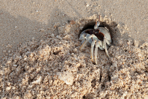 Horn-eyed ghost crab or Ocypode ceratophthalmus digging sand on Pranburi beach at Prachuap Khiri Khan Province, Thailand 