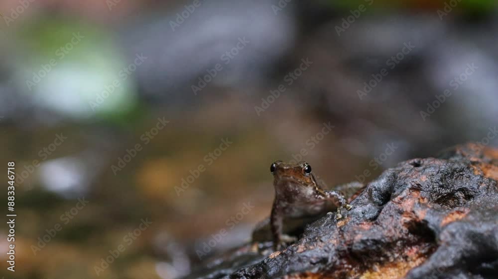 Dancing frog making mating calls in a steam at agumbe Dancing frog making mating calls in a steam at agumbe