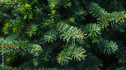 Beautiful branch of coniferous tree, closeup view
 photo