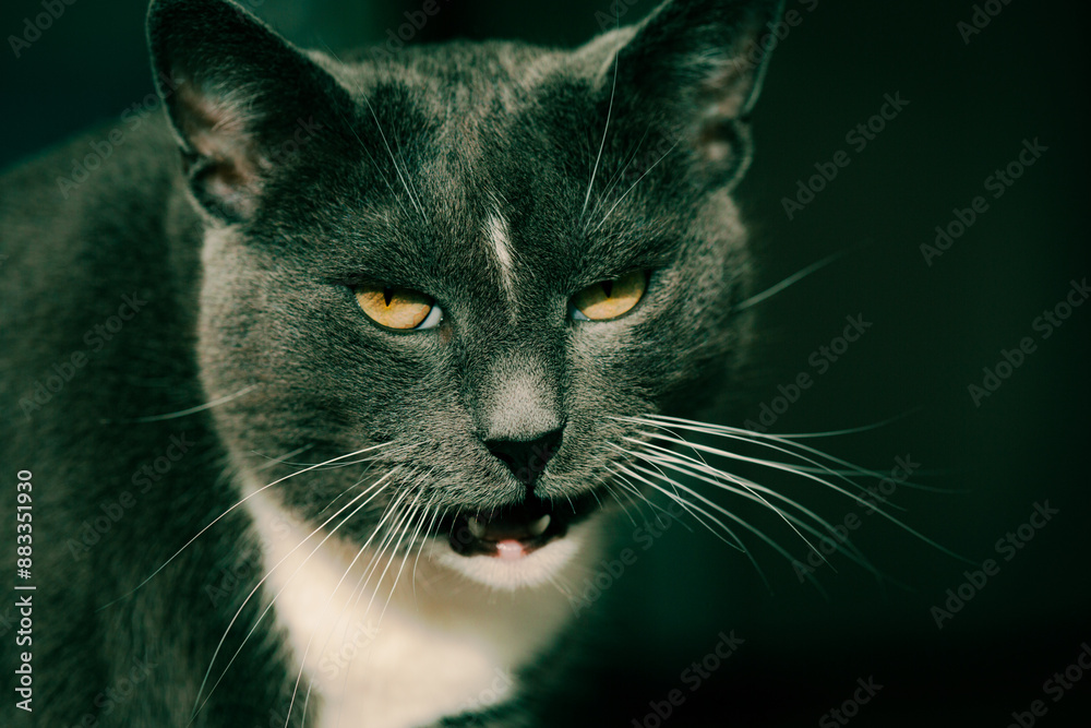 A beautiful gray domestic cat is looking interested, its mouth slightly open. The pet seems to be hungry. A beautiful gray domestic cat is looking interested, its mouth slightly open. The pet seems to be hungry.