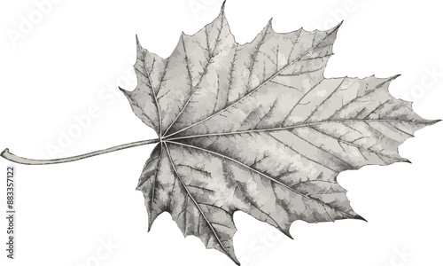 A linear vector of a maple leaf.