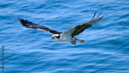 Osprey Pandion haliaetus with wings extended flying over blue water