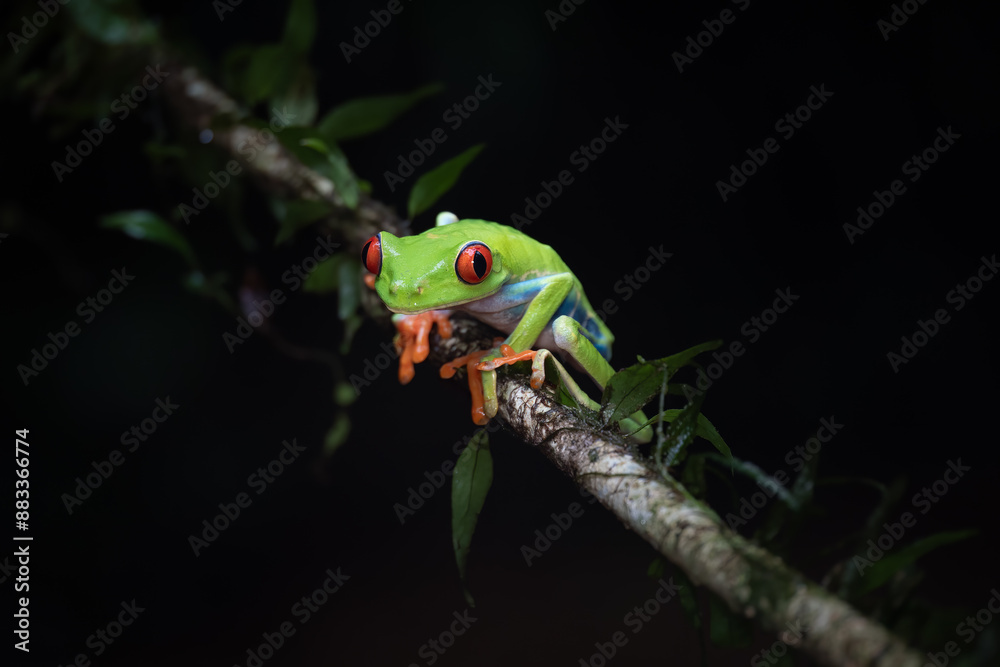 Red-eyed leaf frog (Agalychnis callidryas) on a branch, Costa Rica
Red-eyed leaf frog (Agalychnis callidryas) on a branch, Costa Rica