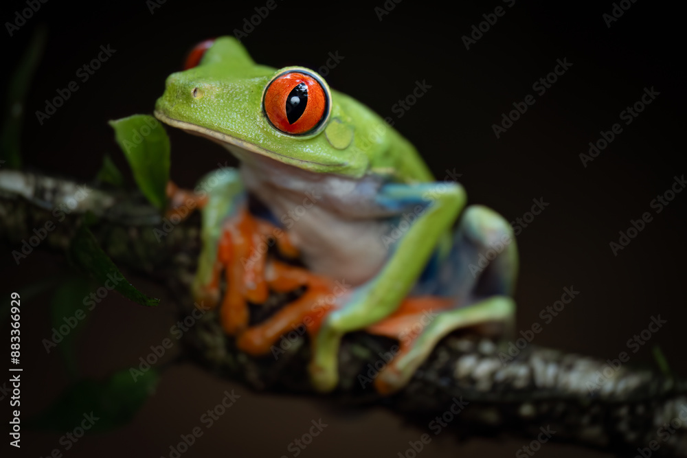 Close-up of a red-eyed leaf frog (Agalychnis callidryas), Costa Rica Close-up of a red-eyed leaf frog (Agalychnis callidryas), Costa Rica