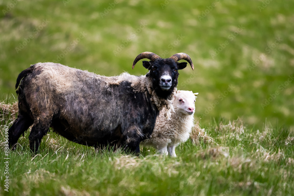 Fototapeta premium Icelandic sheep with curly horns and their lambs grazing on a lush green meadow