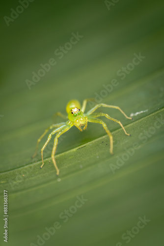 Green jumping spider (Lyssomanes sp.) resting on leaf, Costa Rica photo