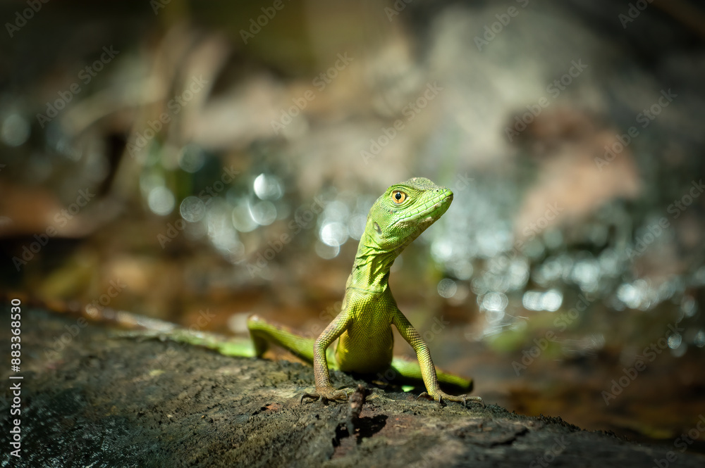 Fototapeta premium Double crested basilisk / Green basilisk lizard (Basiliscus plumifrons), Costa Rica 