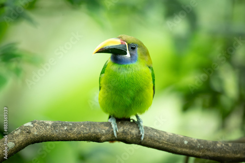Portrait of an Emerald toucanet (Aulacorhynchus prasinus), Costa Rica photo