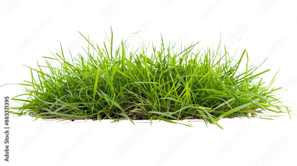 Grass on a transparent background Grass on a transparent background