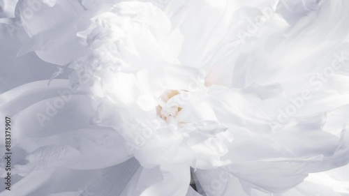 Time Lapse of a Delicate White Peony Opening - Close-Up for Romance and Love Confessions