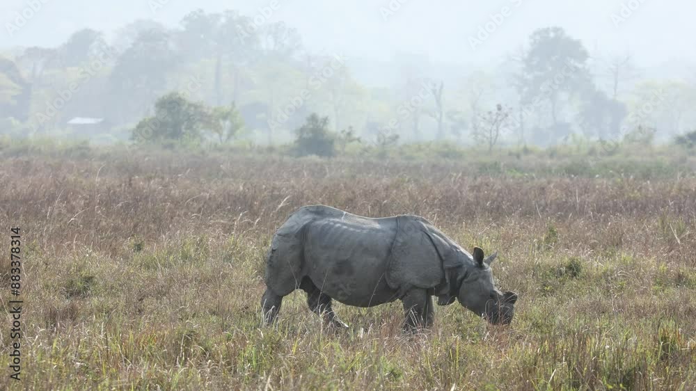Single horned rhino feeding on water plants in kaziranga Single horned rhino feeding on water plants in kaziranga
