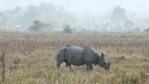 Single horned rhino feeding on water plants in kaziranga photo